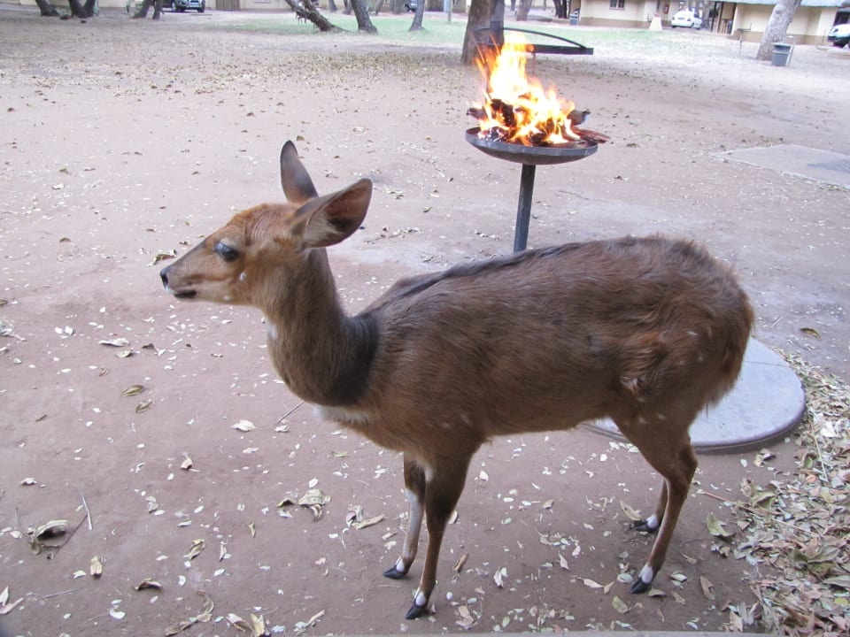 Buschbock mit Grill Letaba Rest Camp