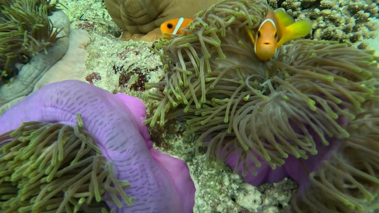 Sonstiges Ellaidhoo Maldives by Cinnamon