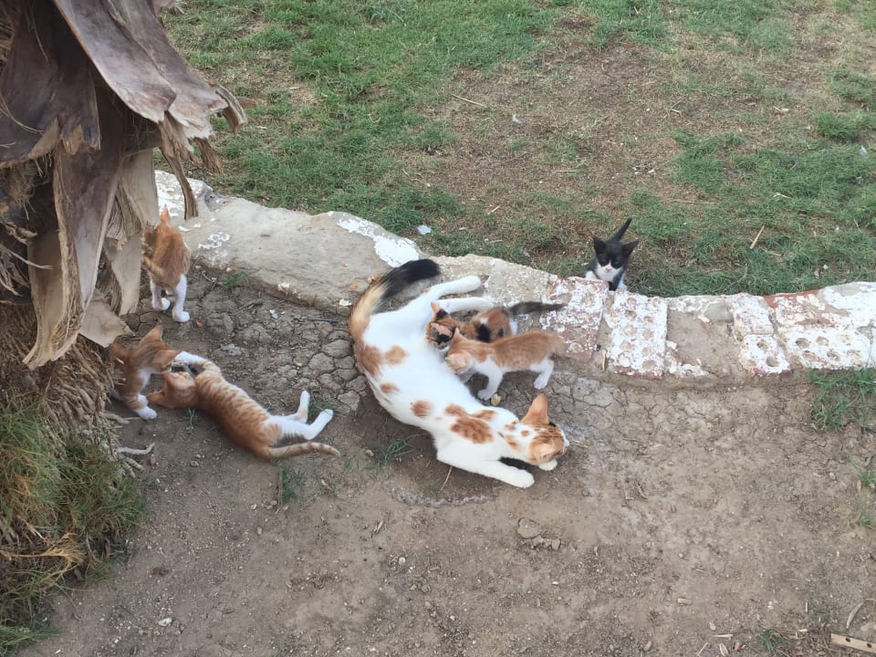 Sonstiges The Grand Hotel Hurghada