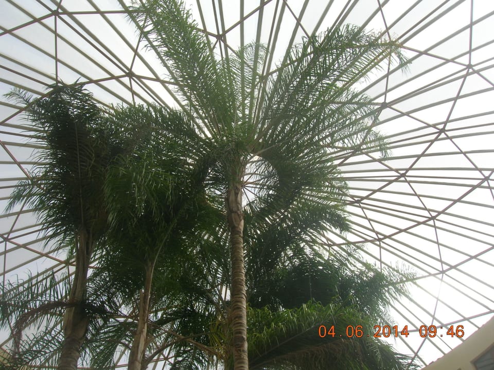 Palmen in der Lobby Atlantica Imperial Resort