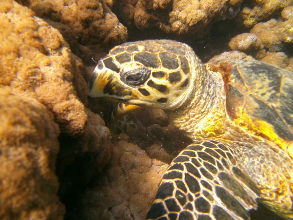 Sport & Freizeit Menaville Safaga