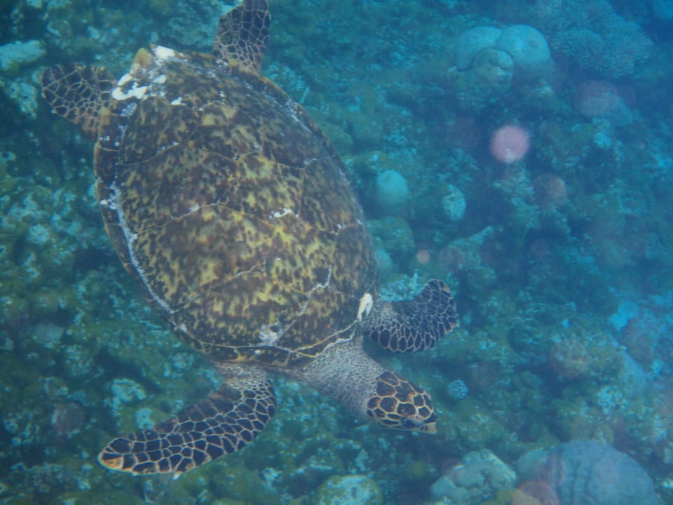Schnorchelausflug zum Riff Summer Island Maldives