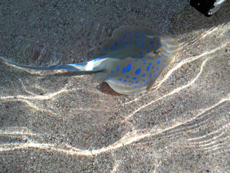 Baby Blaupunktrochen, Durchmesser ca. 10 cm Coral Sun Beach