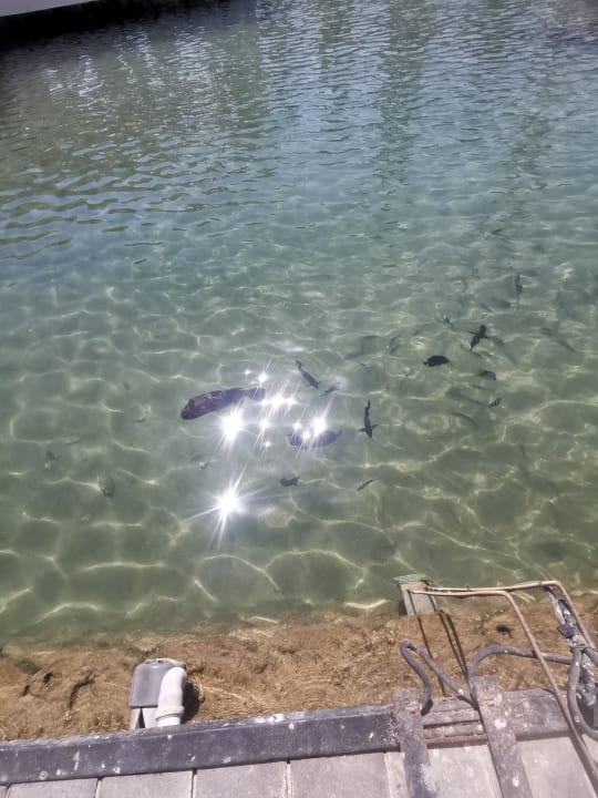 Sonstiges Pickalbatros Dana Beach Resort - Hurghada