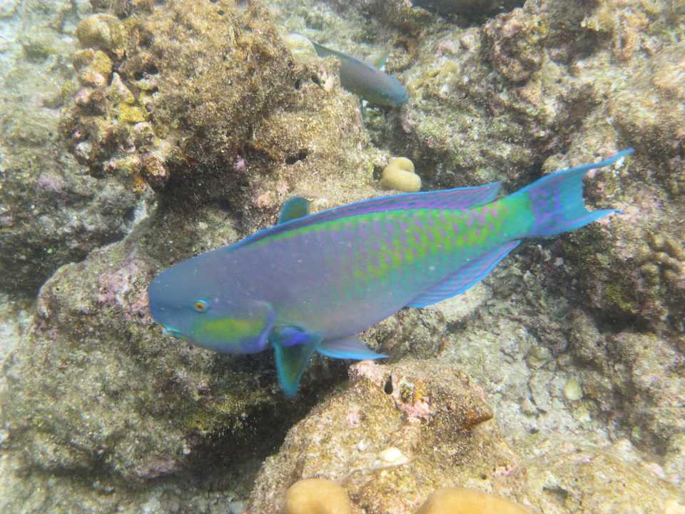 Snorkling NH Collection Maldives Reethi Resort