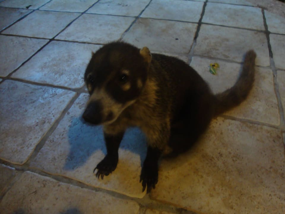 Hotel Catalonia Playa Maroma Catalonia Playa Maroma