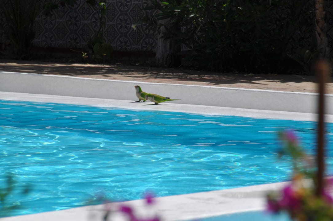 Papageien am Pool HL Miraflor Suites Hotel