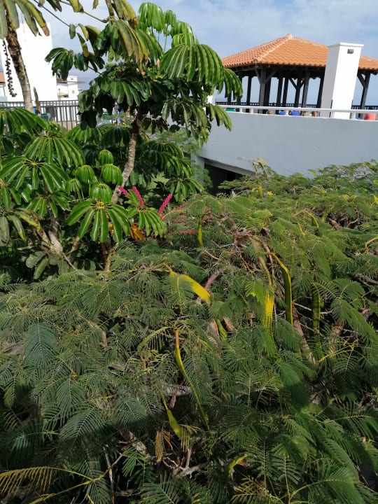 Gartenanlage TUI MAGIC LIFE Fuerteventura