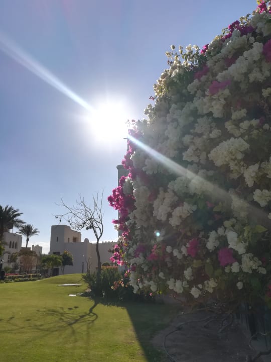 Gartenanlage Steigenberger ALDAU Beach Hotel