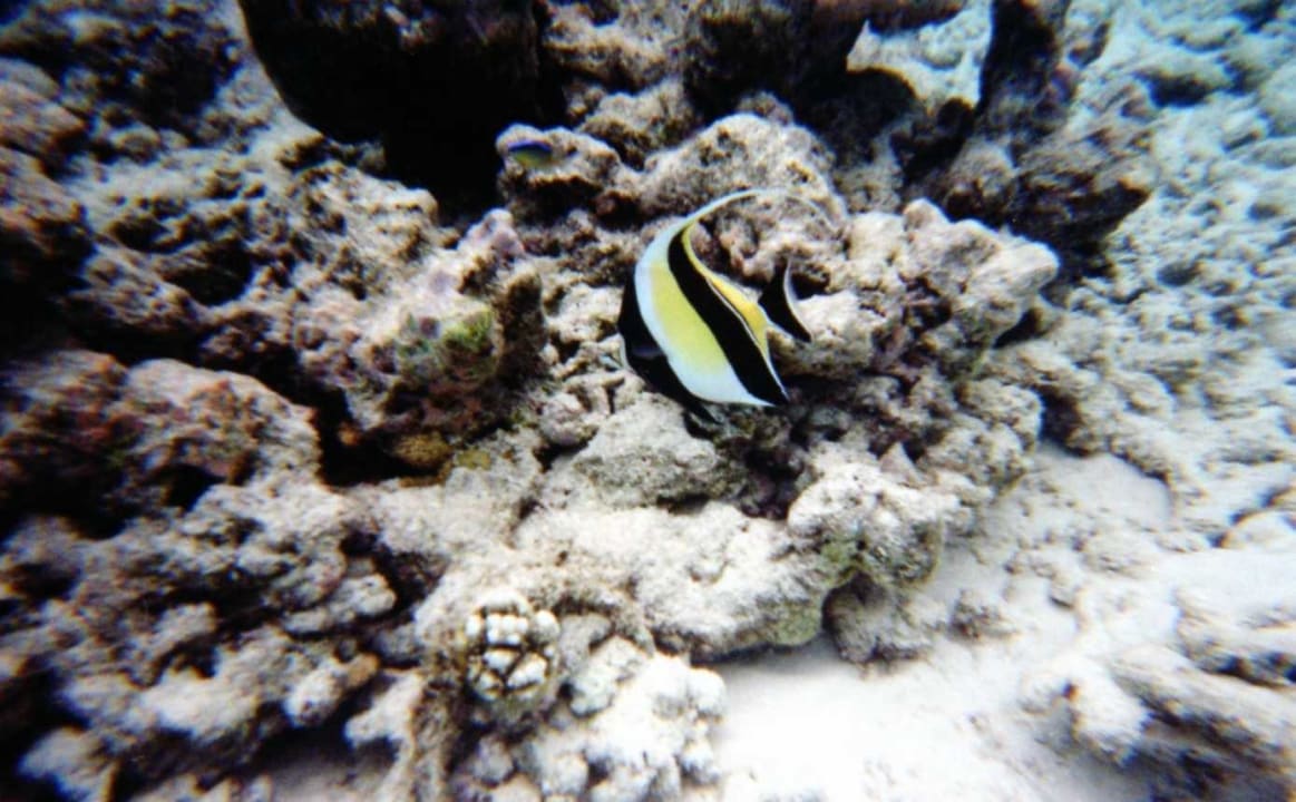 Un des nombreux poissons exotiques NH Collection Maldives Reethi Resort