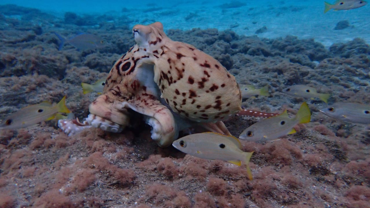 Sport & Freizeit Shams Alam Beach Resort