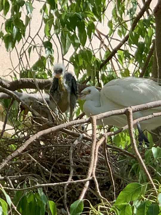 Gartenanlage Tropitel Sahl Hasheesh
