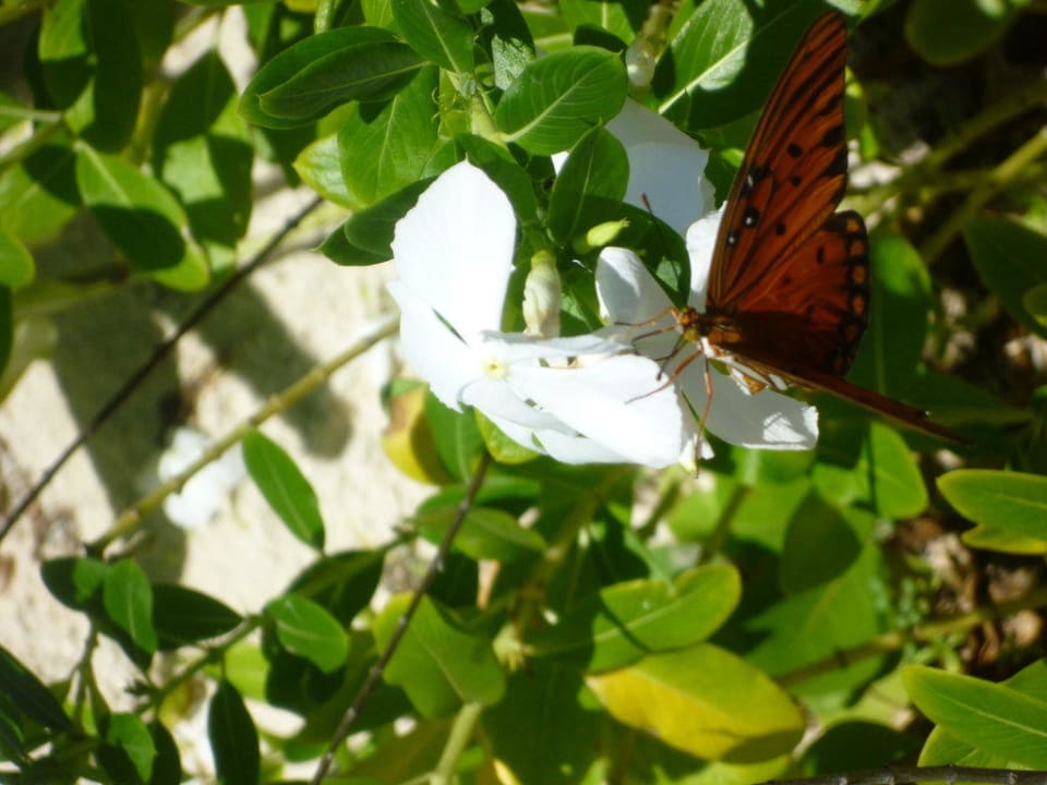 Flora und Fauna  Catalonia Playa Maroma