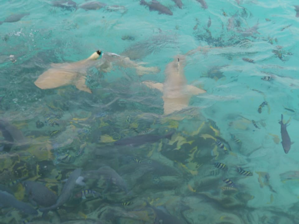 Unterwasserwelt Summer Island Maldives