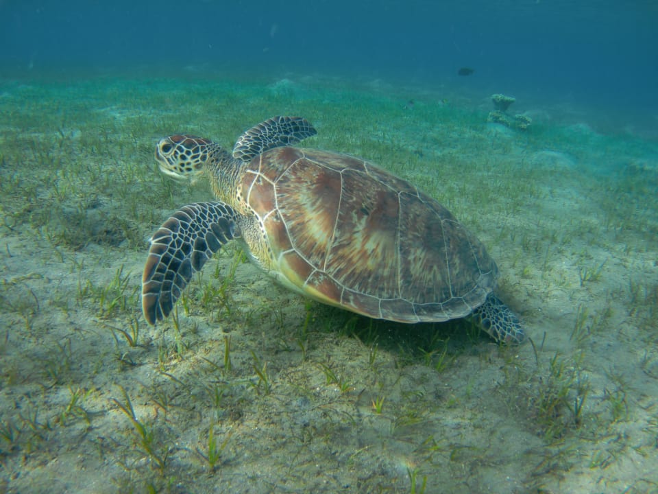 Sport & Freizeit Shams Alam Beach Resort