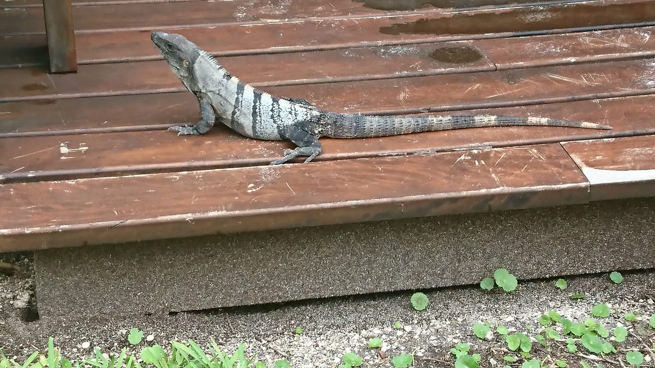 Gartenanlage Akumal Bay Beach & Wellness Resort
