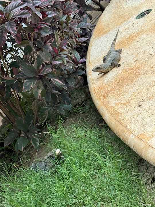 Gartenanlage Villas HM Paraiso del Mar