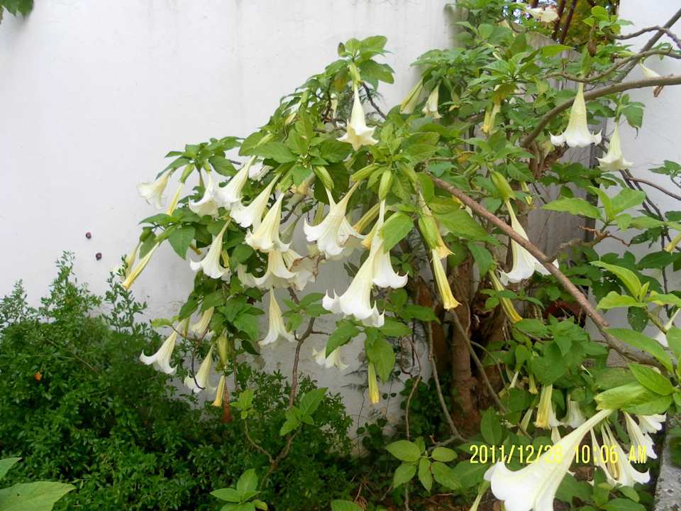 Trompetenblumenstrauch The Orangers Beach Resort and Bungalows