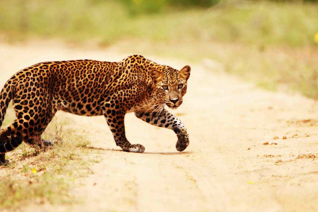 Wildlife spotings at game drives Tented Camp Wild Trails by Amaya