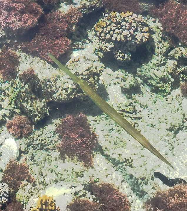 Sonstiges Novotel Marsa Alam Beach Resort