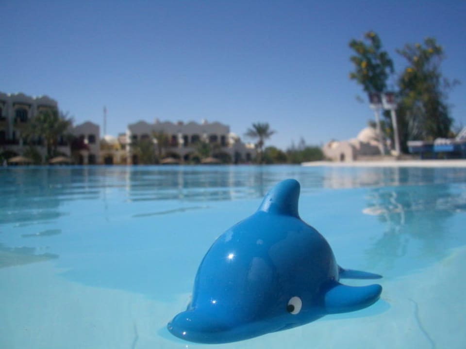 Gefährliche Begegnung im Pool Dawar El Omda - Adults only  (Im Umbau/Renovierung)