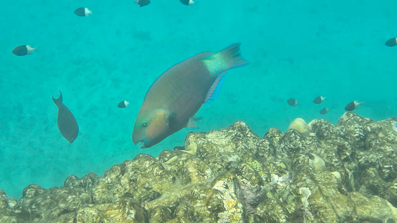 Strand Malikia Resort Abu Dabbab