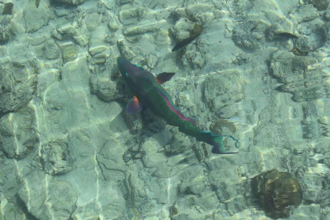 Strand Adaaran Select Meedhupparu Island Resort - Premium All Inclusive