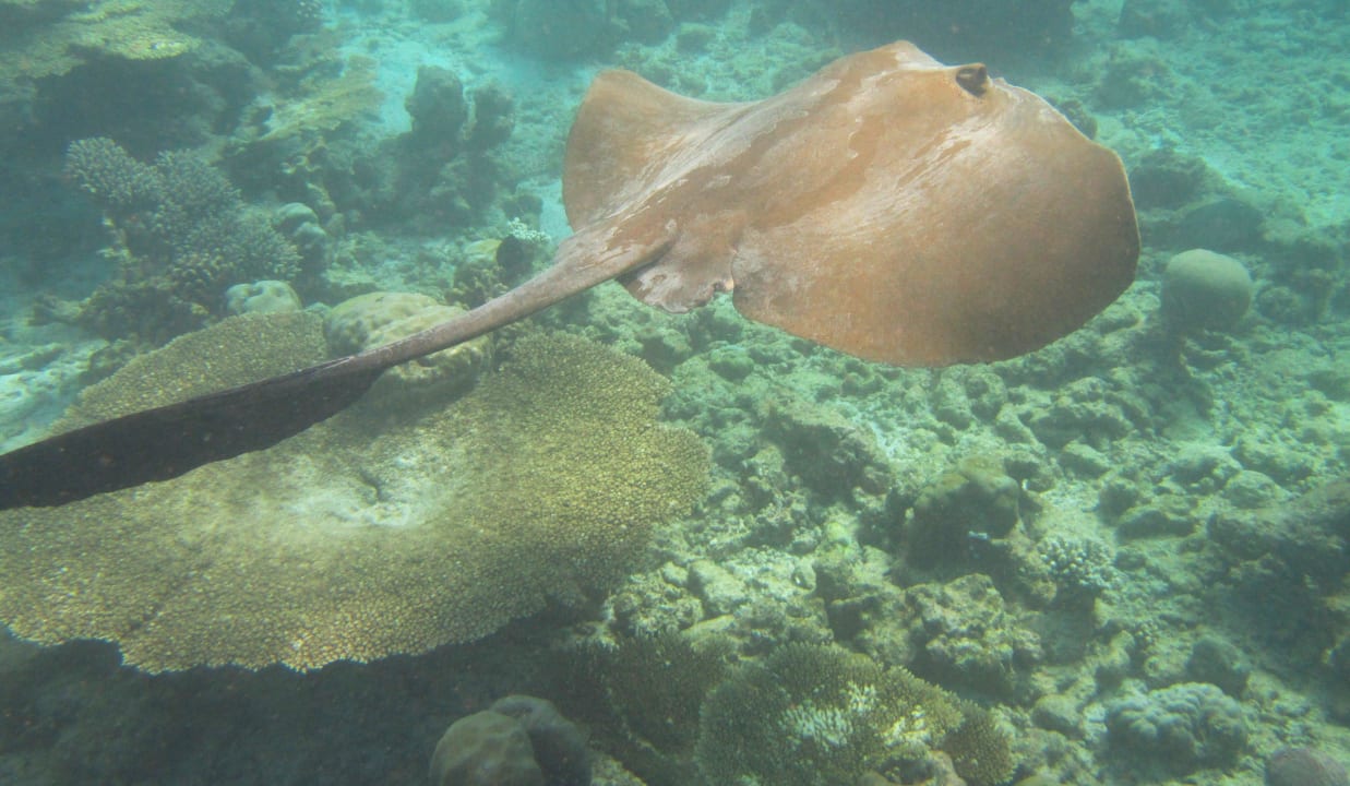 Schnorcheln Kuramathi Maldives
