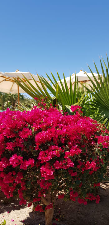 Gartenanlage Mövenpick Resort & Spa El Gouna
