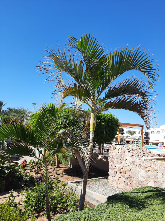 Gartenanlage Shams Safaga Resort