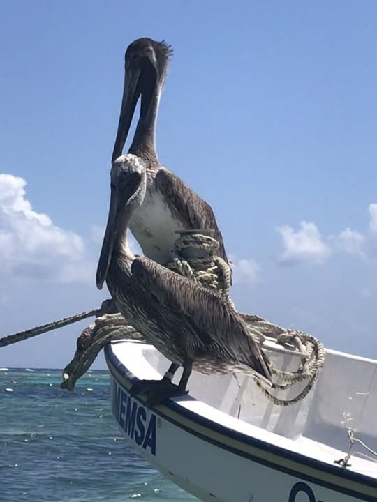 Strand Akumal Bay Beach & Wellness Resort