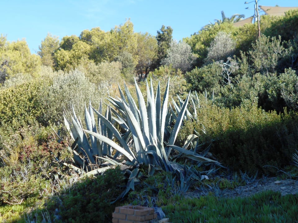 Gartenanlage Hotel Pine Bay Holiday Resort