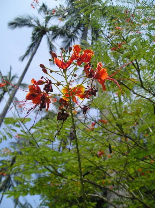 Blumen, Blumen und nochmals Blumen The Fair House Beach Resort