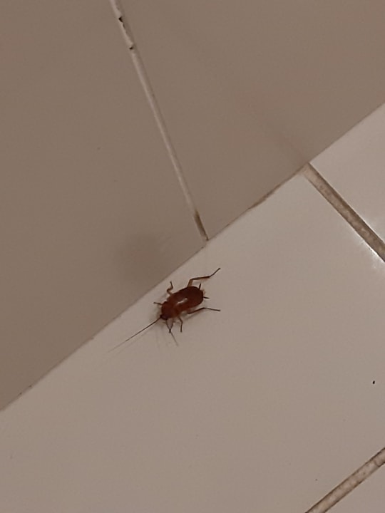 Lobby Iberostar Waves Averroes