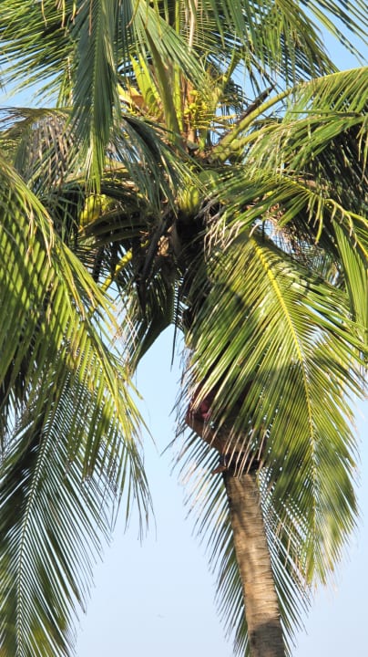 Arbeiten an den Palmen Hotel Aureum Palace Resort