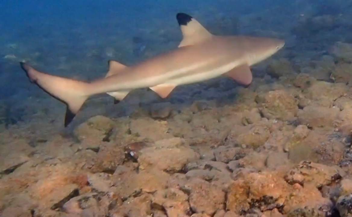 Strand Three Corners Equinox Beach Resort