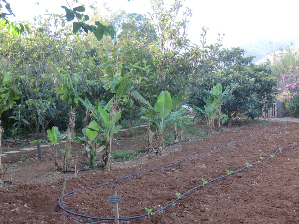 Biogarten Phãea Cretan Malia