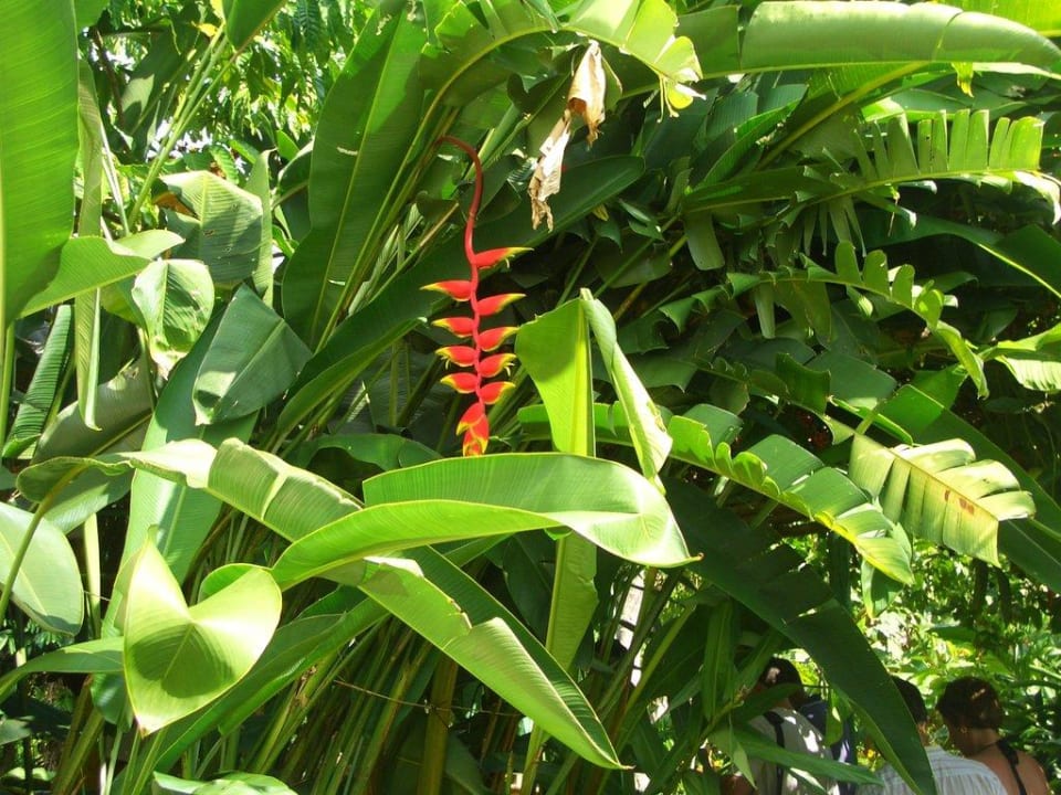 Flora & Fauna Villas Bavaro Resort & Spa