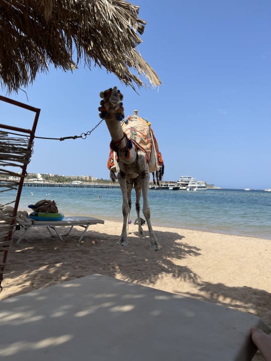 Strand Jaz Makadina