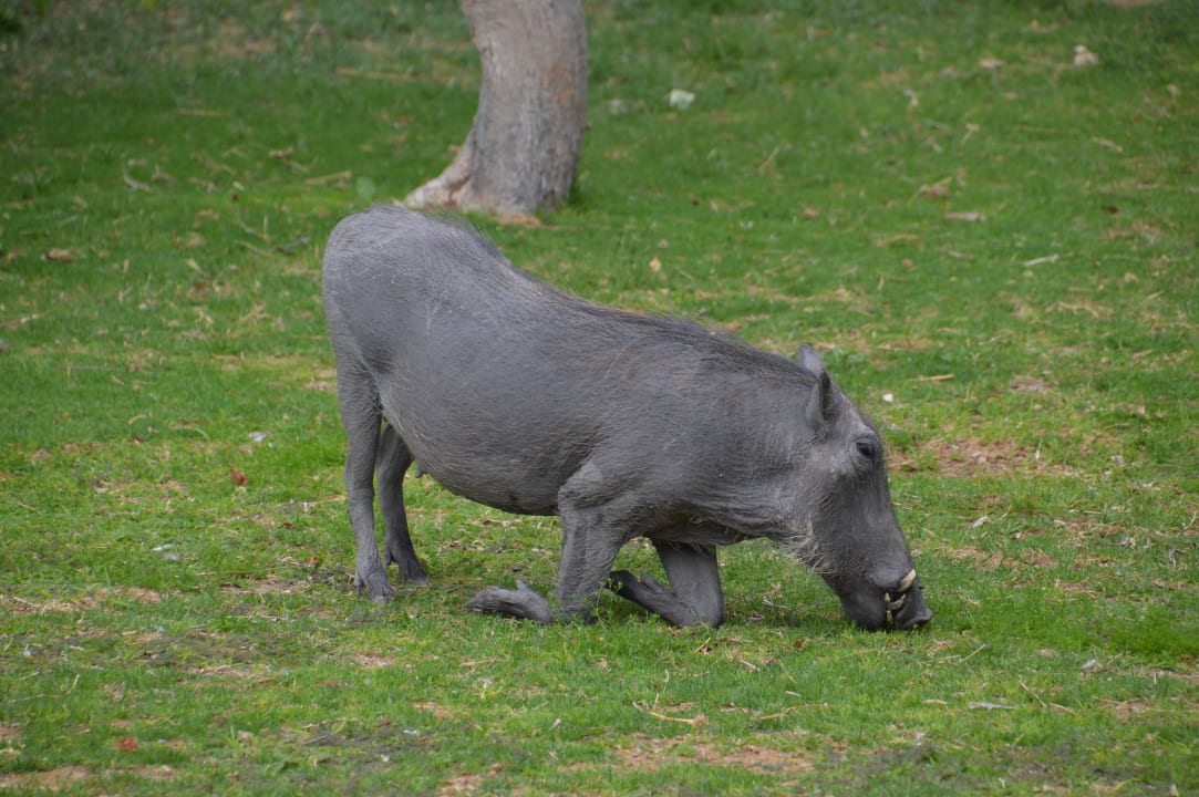 Ein Warzenschein auf Besuch Hotel Mushara Lodge