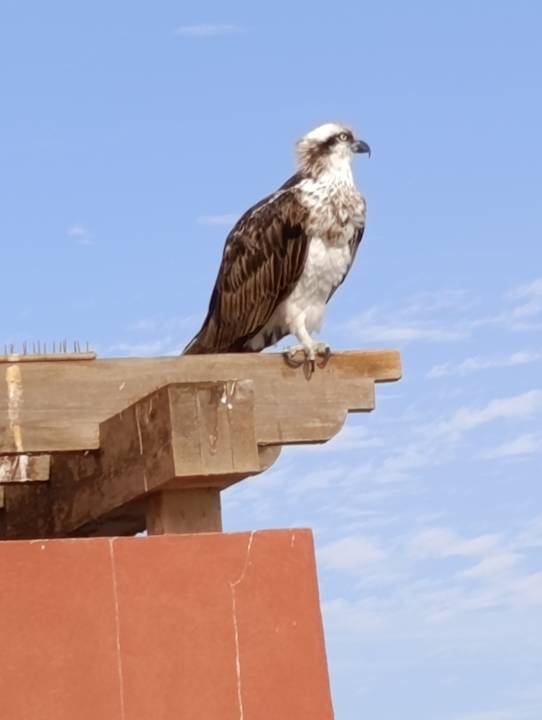 Ausblick Hotel Three Corners Ocean View prestige - Adults only