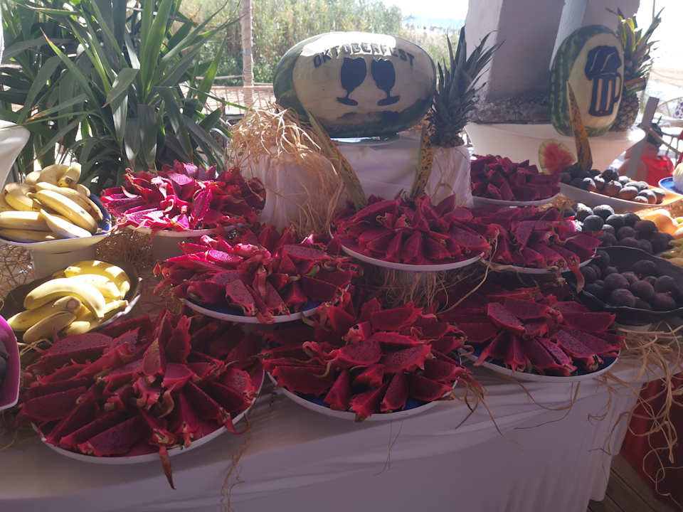 Gastro Seashell Vega