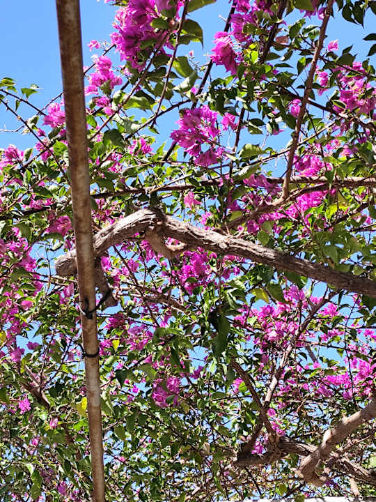 Gartenanlage Alaiye Resort & Spa