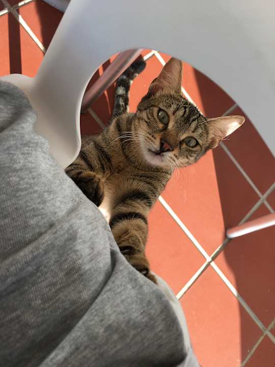 Gartenanlage Hotel Grecian Sands