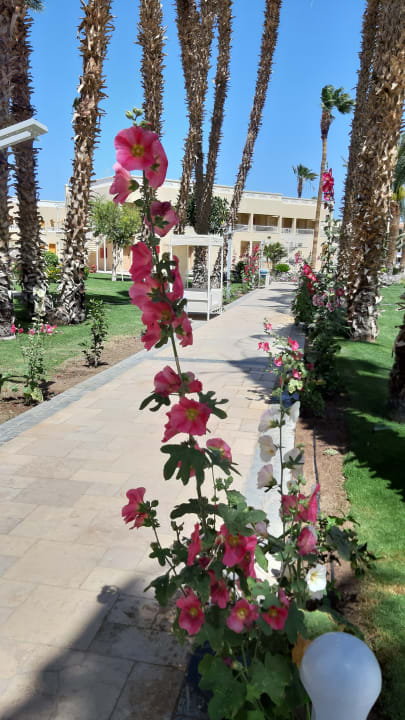 Gartenanlage Beach Albatros Resort