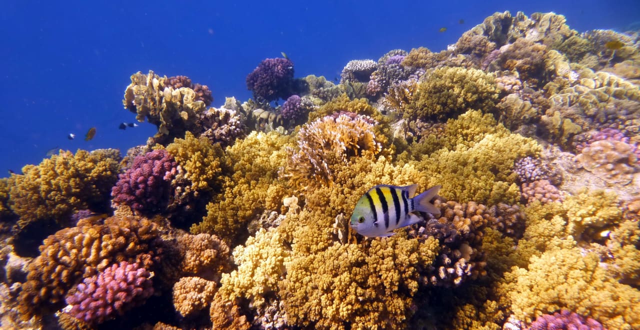 Sport & Freizeit Shams Alam Beach Resort