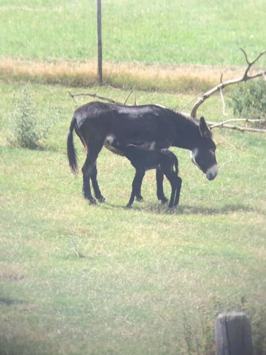 Tallulah mit Fohlen Merle Ferienhof Grieshof