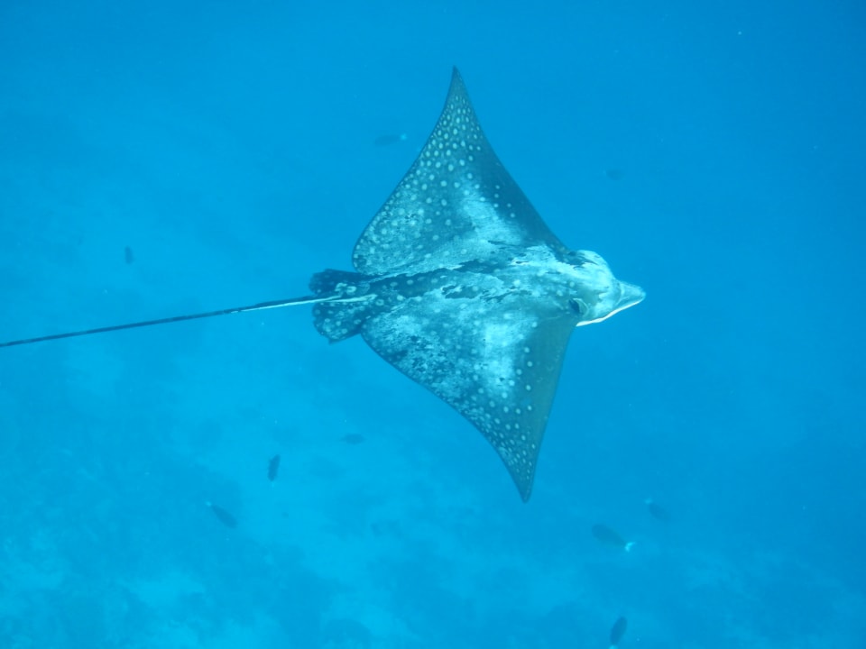 Sport & Freizeit NH Collection Maldives Havodda Resort