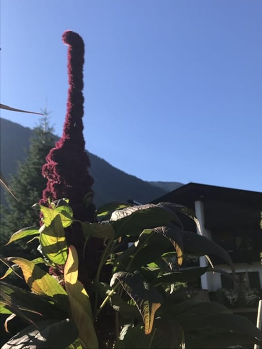 Gartenanlage Haus Pircher