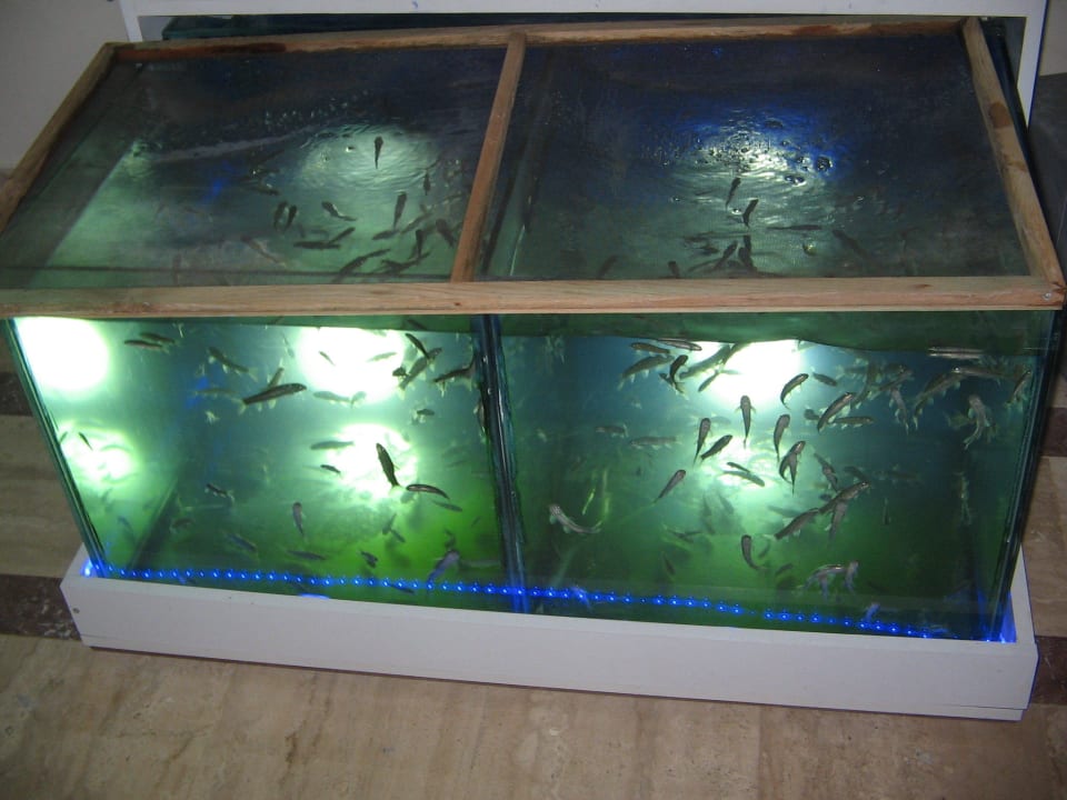 Fische haben Hunger auf Füsse Aska Hotel Just in Beach